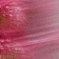 Powder Lavender Vanilla