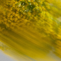 Powder Vanilla Coconut