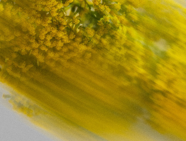 Powder Vanilla Coconut