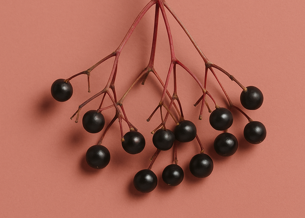 Elderberry