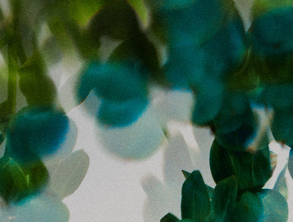 Body + Hair Basil Mint